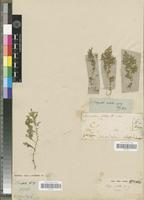 Syntype of Selaginella aristata Spring [family PTERIDOPHYTA]
