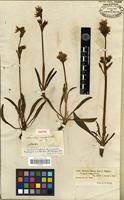 Isotype of Swertia marginata Schrenk [family GENTIANACEAE]