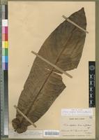 Holotype of Ficus otophora Corner & Guillaumin [family MORACEAE]