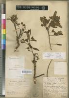 Type of Hymenocardia granulata Beille [family EUPHORBIACEAE]