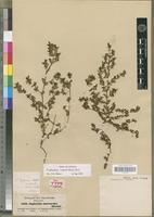 Syntype of Euphorbia sanguinea Boiss. var. intermedia Boiss. [family EUPHORBIACEAE]