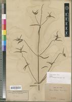 Isotype of Leucas bakeri Hiern. [family LAMIACEAE]
