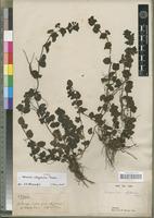Type of Veronica abyssinica Fresen. [family SCROPHULARIACEAE]