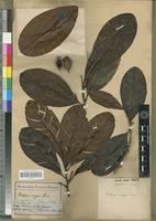 Type of Wallacea insignis Spruce ex Benth. & Hook. f. [family OCHNACEAE]