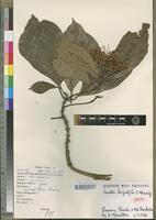 Isotype of Pavetta longistyla S.D. Manning [family RUBIACEAE]