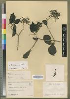 Holotype of Pavetta humbertii Bremek. [family RUBIACEAE]