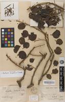 Isotype of Berhautia senegalensis S. Balle [family LORANTHACEAE]