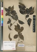 Isotype of Strychnos madagascariensis Poir. [family LOGANIACEAE]