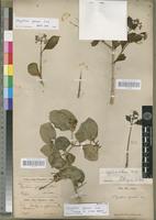 Isotype of Strychnos laxa Soler. [family LOGANIACEAE]