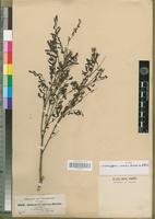 Type of Indigofera arrecta A.Rich. [family FABACEAE-PAPILIONOIDEAE]