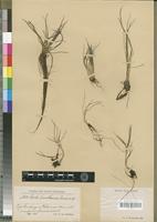 Type of Isoetes tuerckheimii Brause [family PTERIDOPHYTA]