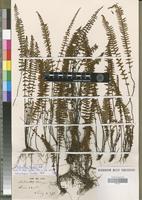 Isotype of Cheilanthes lindigii Mett. [family PTERIDOPHYTA]