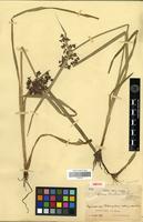 Isotype of Cyperus duclouxii E.G. Camus [family CYPERACEAE]