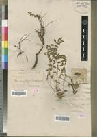 Type? of Astragalus frickii Bunge [family FABACEAE-PAPILIONOIDEAE]