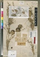 Lectotype of Astragalus jessenii Bunge [family FABACEAE-PAPILIONOIDEAE]