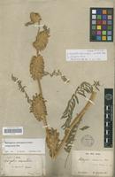 Isolectotype of Astragalus alopecuroides L. f. elongatus Pamp. [family FABACEAE-PAPILIONOIDEAE]