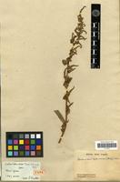 Holotype of Acnida tuberculata Moq. [family AMARANTHACEAE]