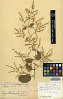Isotype of Pfaffia occidentalis R.& Fr. [family AMARANTHACEAE]