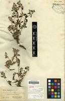 Isotype of Alternanthera lorentzii Suess. [family AMARANTHACEAE]