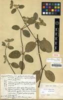 Isotype of Achyranthes halimifolia Lam. [family AMARANTHACEAE]