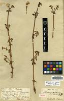 Isotype of Philoxerus portulacoides var. commersonii St.-Hil. [family AMARANTHACEAE]