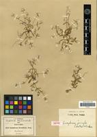 Isotype of Gomphrena pringlei Coulter & Fischer [family AMARANTHACEAE]