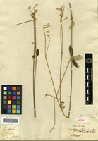 Isotype of Gomphrena claussenii Moq. [family AMARANTHACEAE]