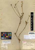 Isotype of Gomphrena duriuscula Moq. [family AMARANTHACEAE]