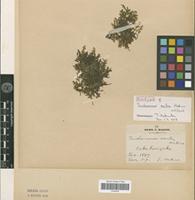 Holotype of Trichomanes acutum Makino ex Christ [family PTERIDOPHYTA]