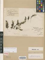 Isotype of Trichomanes japonicum Franch. & Sav. var. abbreviatum Christ [family PTERIDOPHYTA]