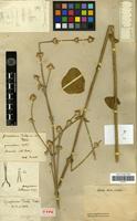 Lectotype of Gomphrena pohlii Moq. [family AMARANTHACEAE]