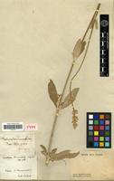 Syntype of Froelichia drummondii Moq. [family AMARANTHACEAE]