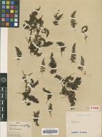 Isotype of Trichomanes japonicum Franch. & Sav. var. abbreviatum Christ [family PTERIDOPHYTA]