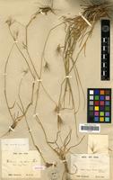 Isotype of Hordeum comosum C.Presl var. rigidum E.Desv. [family POACEAE]