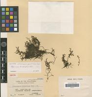 Isotype of Trichomanes gracillimum Copel. [family PTERIDOPHYTA]