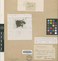 Isotype of Trichomanes saxifragoides C.Presl [family PTERIDOPHYTA]
