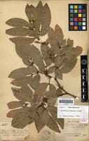 Isotype of Cynometra neo-caledonica Guillaumin [family FABACEAE-CAESALPINIOIDEAE]