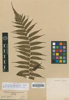 Isotype of Hemitelia gardneriana C.Presl [family PTERIDOPHYTA]