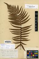 Holotype of Aspidium cycadinum Franch. & sav. [family PTERIDOPHYTA]