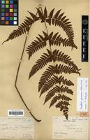 Holotype of Aspidium labordei Christ [family PTERIDOPHYTA]