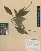 Isotype of Acalypha digynostachya Baill. [family EUPHORBIACEAE]