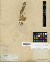 Isotype of Achyranthes splendens Mart. ex Moq. [family AMARANTHACEAE]