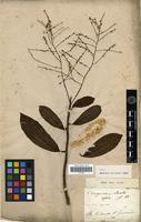 Type of Charpentiera obovata Gaudichaud [family AMARANTHACEAE]