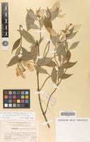 Isotype of Mussaenda kwantungensis H.L.Li [family RUBIACEAE]