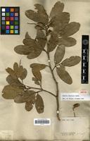 Type? of Arytera chartacea Radlk. [family SAPINDACEAE]