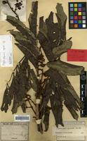Syntype of Cupaniopsis azantha Radlk. [family SAPINDACEAE]