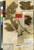 Isotype of Cupaniopsis hypodematica Radlk. [family SAPINDACEAE]