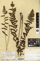 Type of Athyrium pycnosorum Christ [family PTERIDOPHYTA]