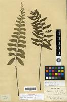 Isotype of Asplenium excisum C.Presl [family PTERIDOPHYTA]