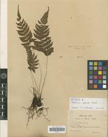 Isotype of Cyclogramma flexilis (Christ) Tagawa [family PTERIDOPHYTA]
